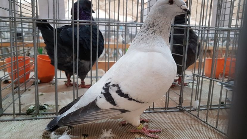  - 0 - Expozitie Ploiesti - A P O P E Prahoveana 23-25 Febr