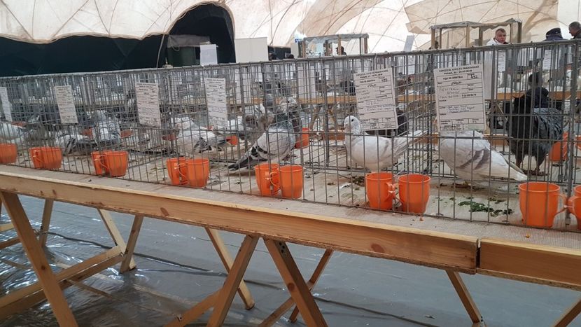  - 0 - Expozitie Ploiesti - A P O P E Prahoveana 23-25 Febr