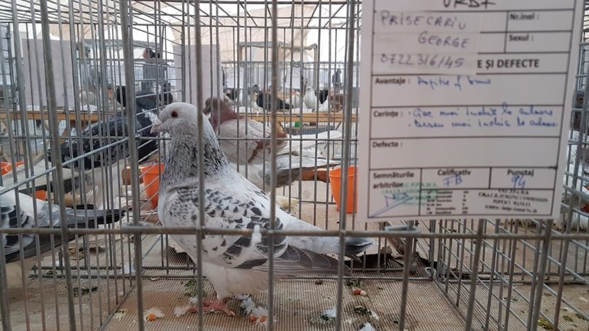  - 0 - Expozitie Ploiesti - A P O P E Prahoveana 23-25 Febr