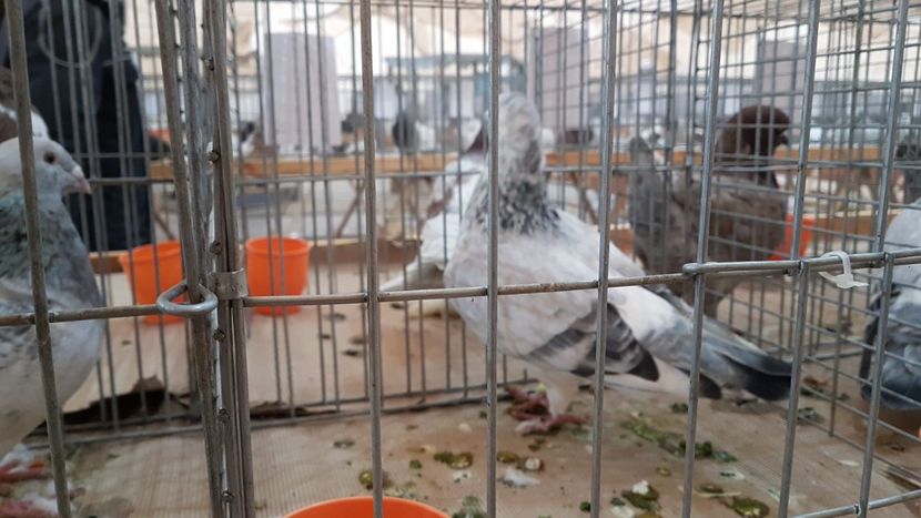  - 0 - Expozitie Ploiesti - A P O P E Prahoveana 23-25 Febr