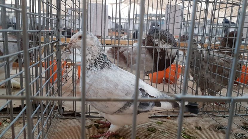  - 0 - Expozitie Ploiesti - A P O P E Prahoveana 23-25 Febr