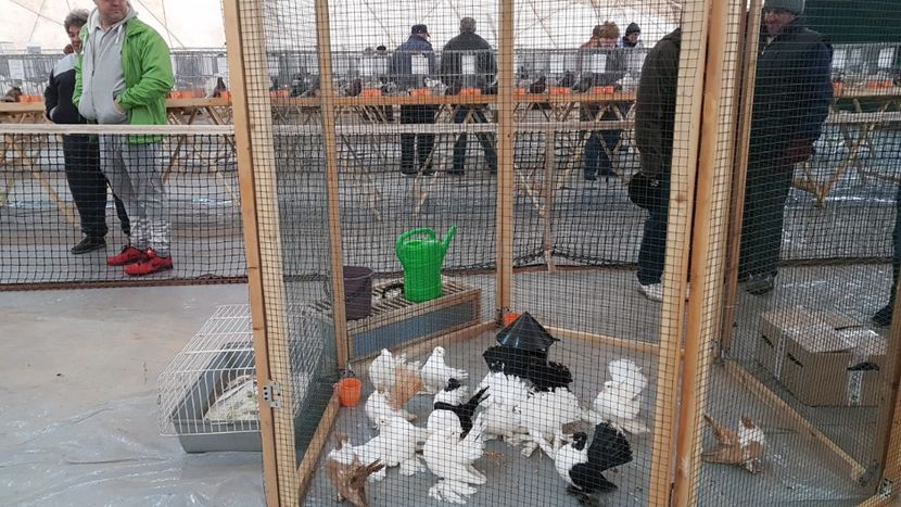  - 0 - Expozitie Ploiesti - A P O P E Prahoveana 23-25 Febr