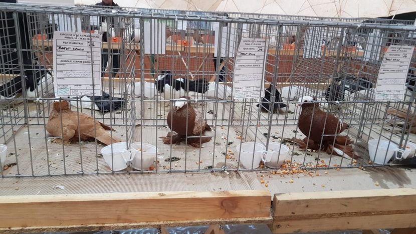  - 0 - Expozitie Ploiesti - A P O P E Prahoveana 23-25 Febr