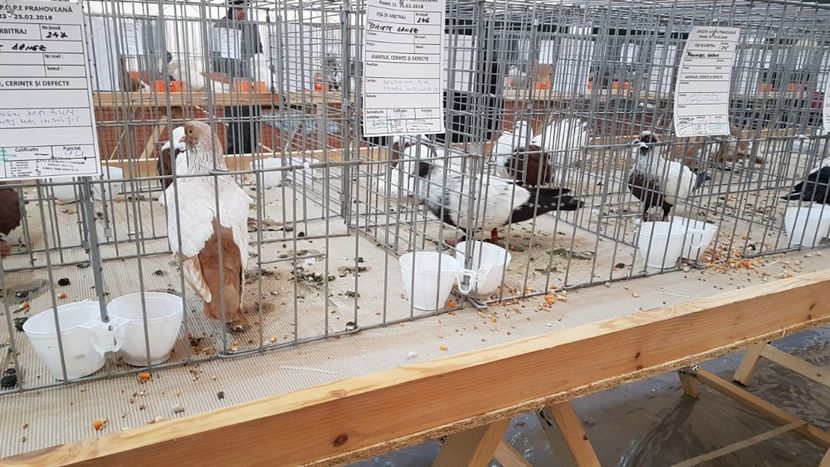  - 0 - Expozitie Ploiesti - A P O P E Prahoveana 23-25 Febr