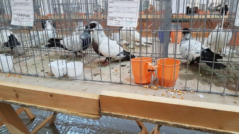  - 0 - Expozitie Ploiesti - A P O P E Prahoveana 23-25 Febr