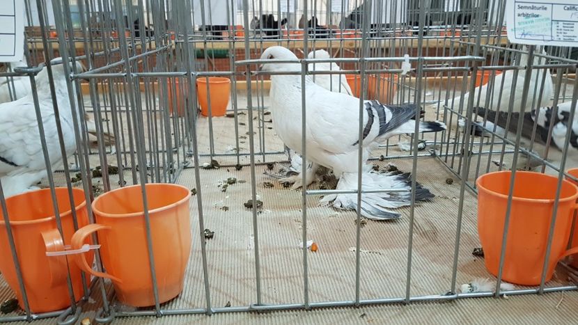  - 0 - Expozitie Ploiesti - A P O P E Prahoveana 23-25 Febr