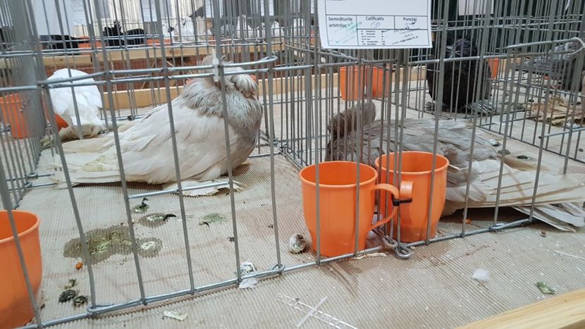  - 0 - Expozitie Ploiesti - A P O P E Prahoveana 23-25 Febr