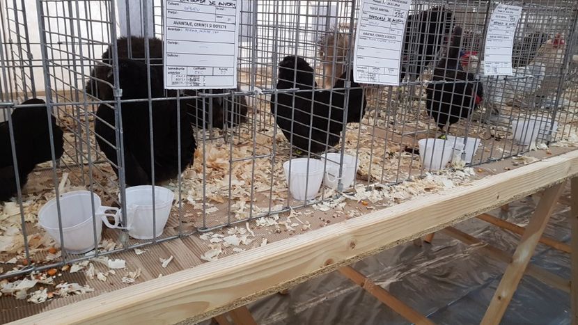  - 0 - Expozitie Ploiesti - A P O P E Prahoveana 23-25 Febr