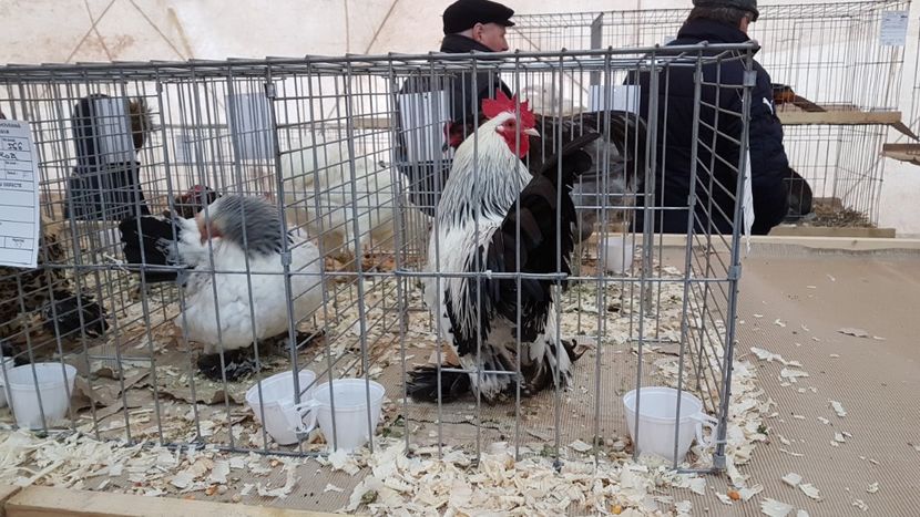  - 0 - Expozitie Ploiesti - A P O P E Prahoveana 23-25 Febr