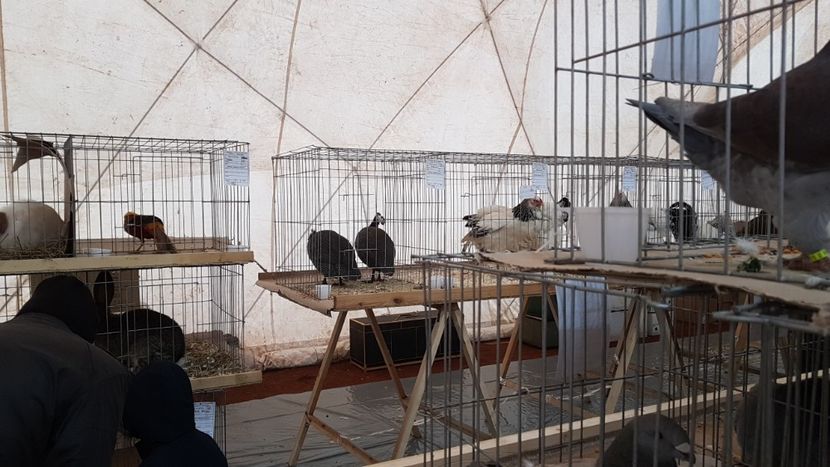  - 0 - Expozitie Ploiesti - A P O P E Prahoveana 23-25 Febr