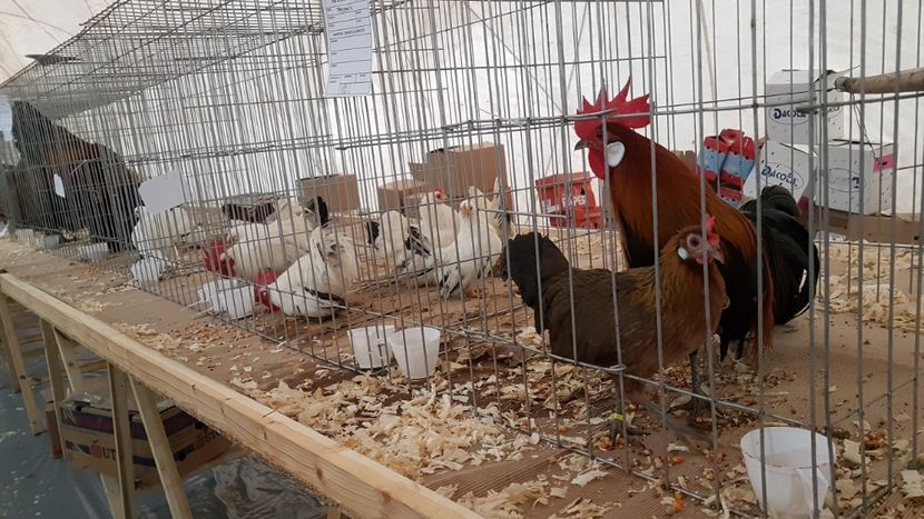  - 0 - Expozitie Ploiesti - A P O P E Prahoveana 23-25 Febr