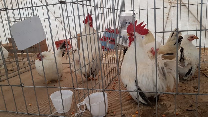  - 0 - Expozitie Ploiesti - A P O P E Prahoveana 23-25 Febr