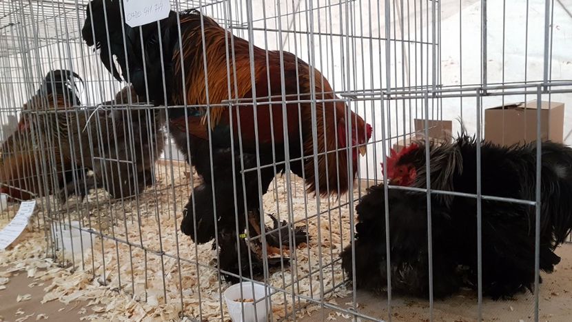  - 0 - Expozitie Ploiesti - A P O P E Prahoveana 23-25 Febr