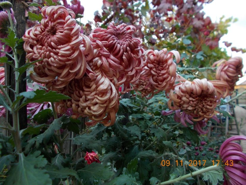  - CRIZANTEME 2017