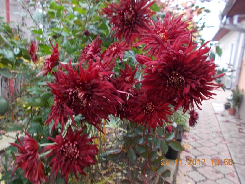 - CRIZANTEME 2017