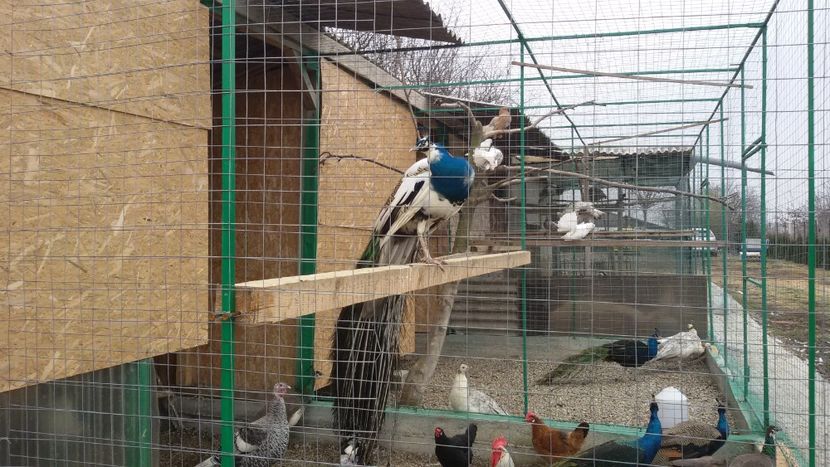  - VOLIERE  NOI PENTRU PAUNI 2016