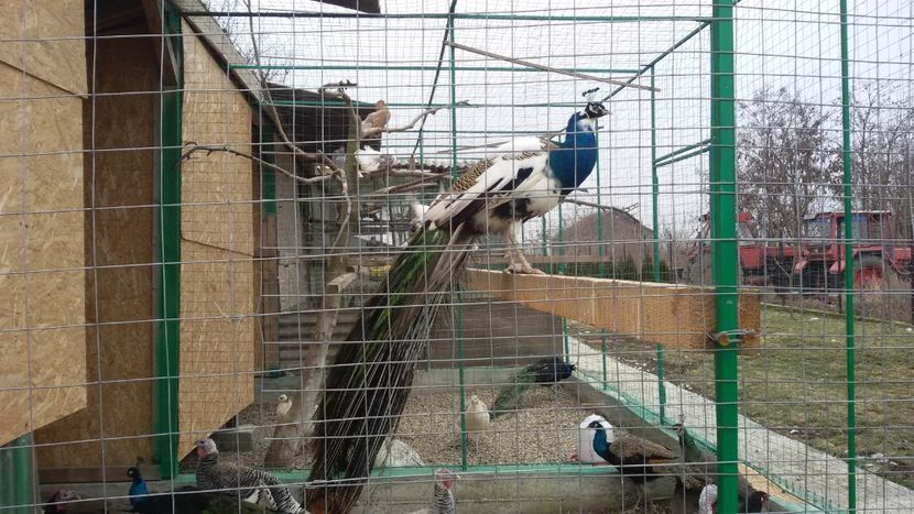  - VOLIERE  NOI PENTRU PAUNI 2016