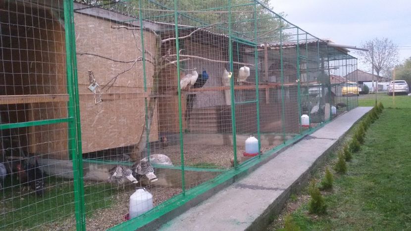  - VOLIERE  NOI PENTRU PAUNI 2016