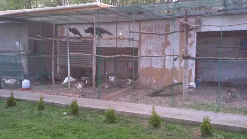  - VOLIERE  NOI PENTRU PAUNI 2016