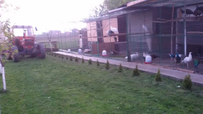  - VOLIERE  NOI PENTRU PAUNI 2016