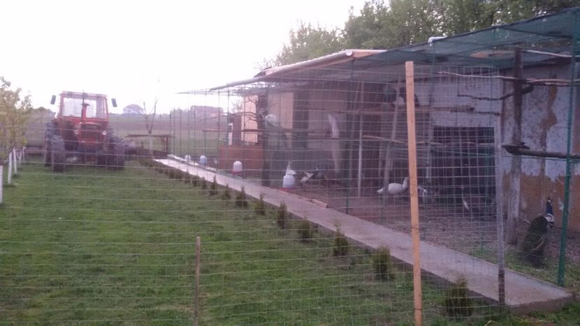  - VOLIERE  NOI PENTRU PAUNI 2016