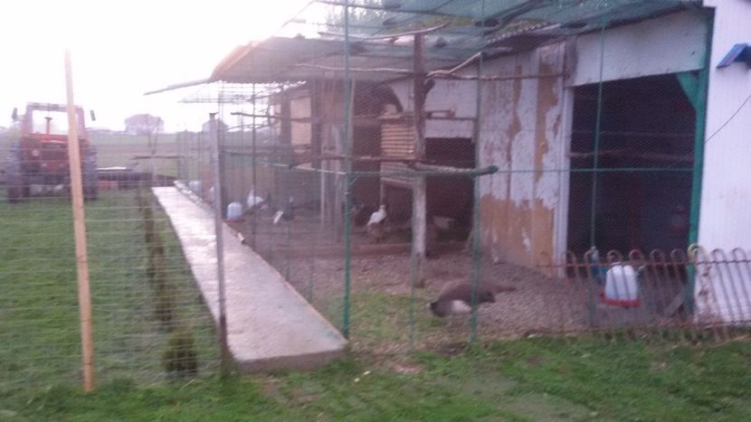  - VOLIERE  NOI PENTRU PAUNI 2016