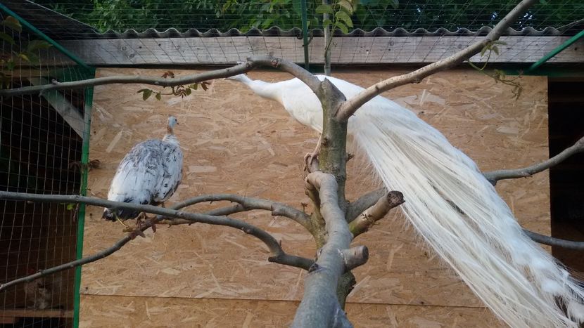  - VOLIERE  NOI PENTRU PAUNI 2016