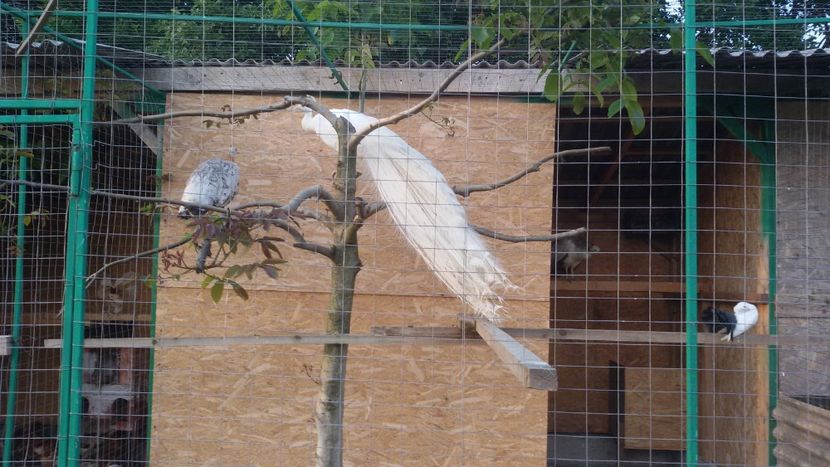  - VOLIERE  NOI PENTRU PAUNI 2016