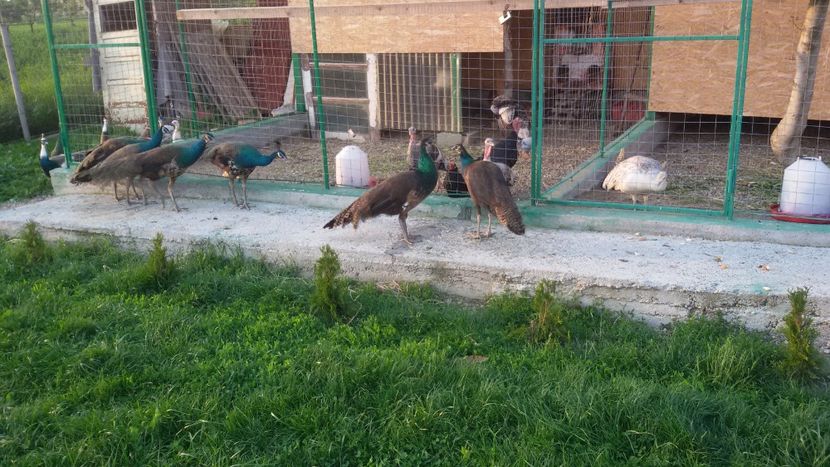  - VOLIERE  NOI PENTRU PAUNI 2016