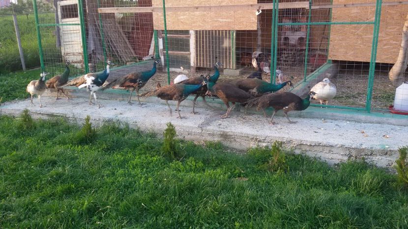  - VOLIERE  NOI PENTRU PAUNI 2016