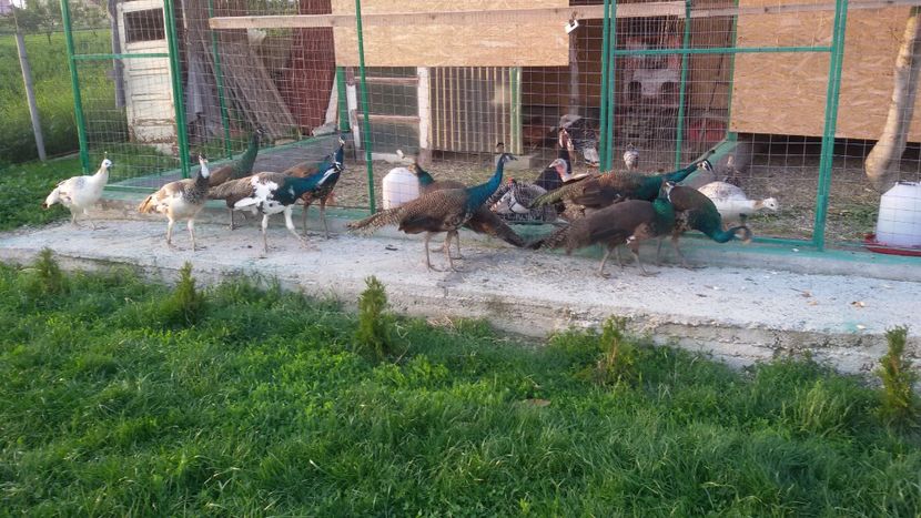  - VOLIERE  NOI PENTRU PAUNI 2016