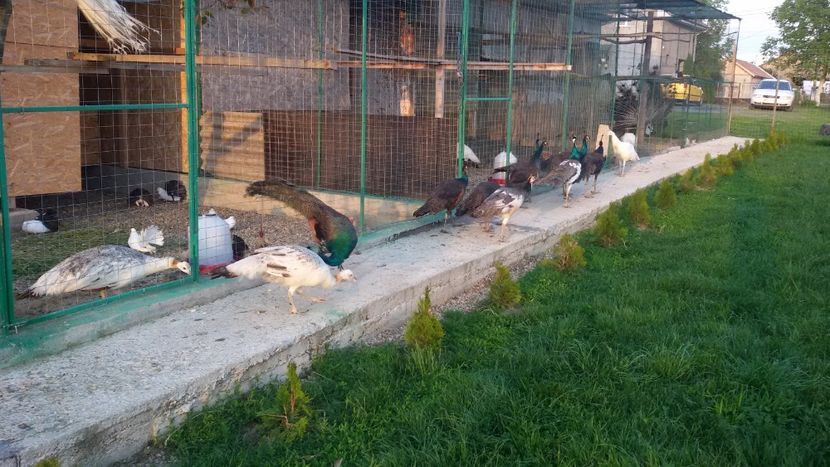  - VOLIERE  NOI PENTRU PAUNI 2016