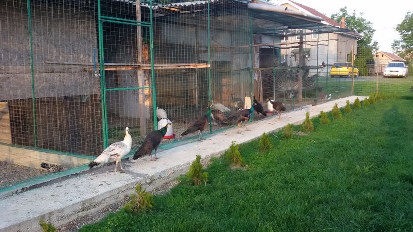  - VOLIERE  NOI PENTRU PAUNI 2016