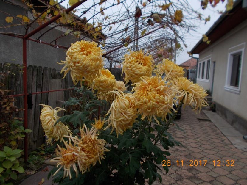 galben chihlimbar - CRIZANTEME 2017