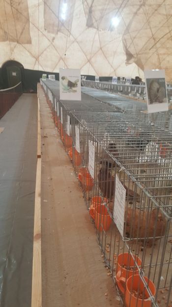  - 12 Jucatori de Bucovina 2018