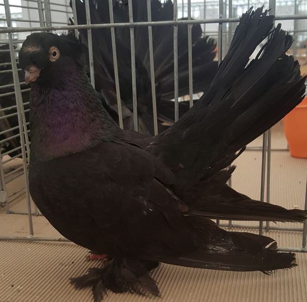  - 12 Jucatori de Bucovina 2018