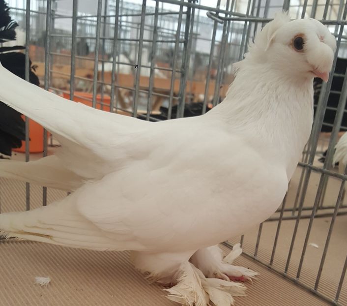  - 12 Jucatori de Bucovina 2018