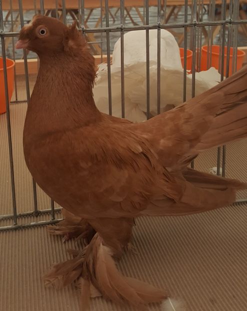  - 12 Jucatori de Bucovina 2018