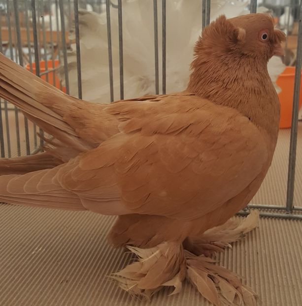  - 12 Jucatori de Bucovina 2018