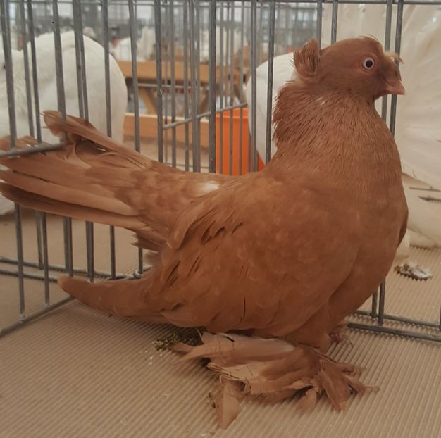  - 12 Jucatori de Bucovina 2018