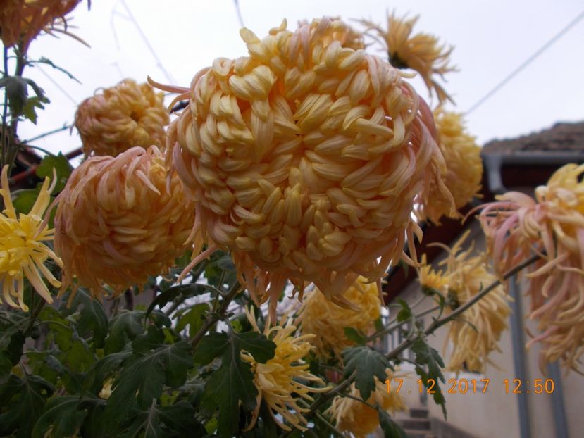 galben chihlimbar - CRIZANTEME 2017