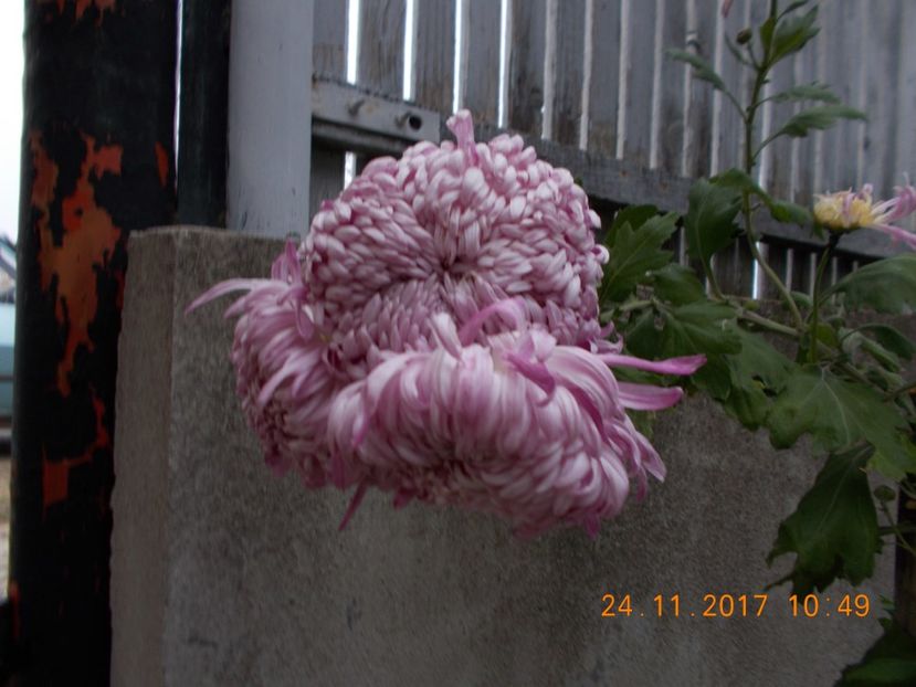 roz urias - CRIZANTEME 2017