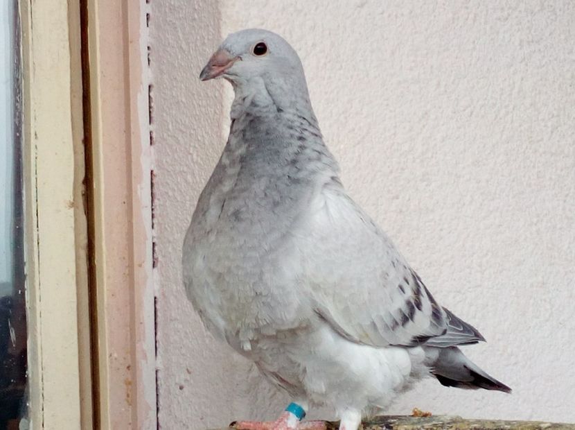 F 2018 - PUI 2018 produsi in LA FABRICA