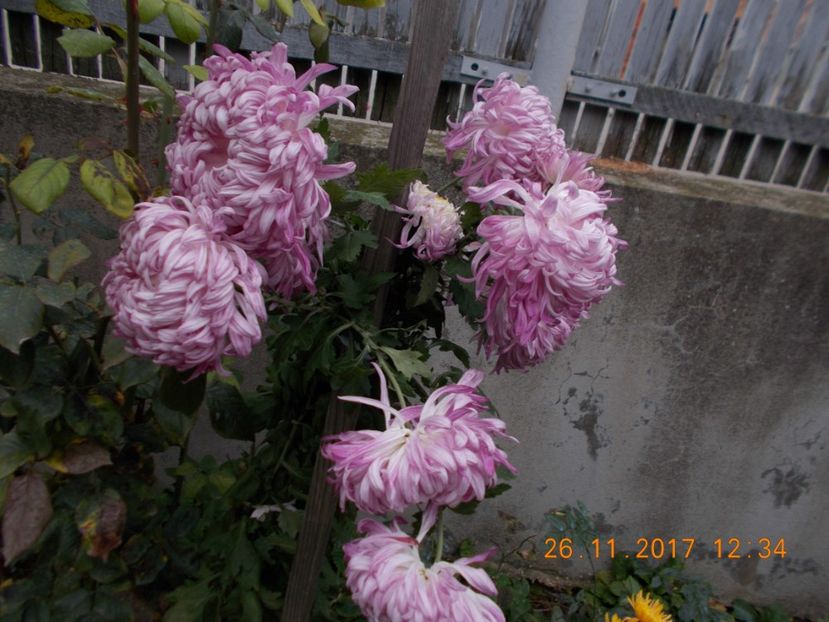 roz urias - CRIZANTEME 2017