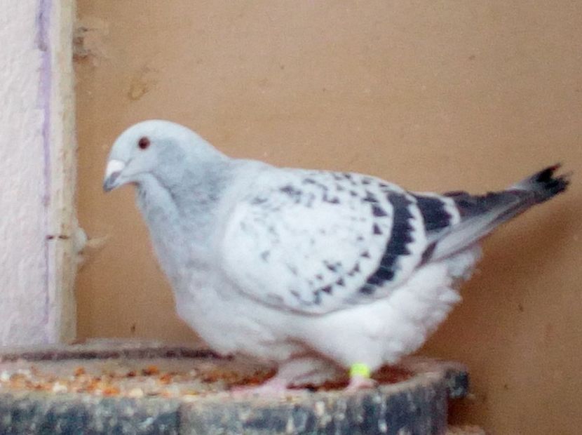 O SORA A EI! OCT 2017 - PUI 2018 produsi in LA FABRICA