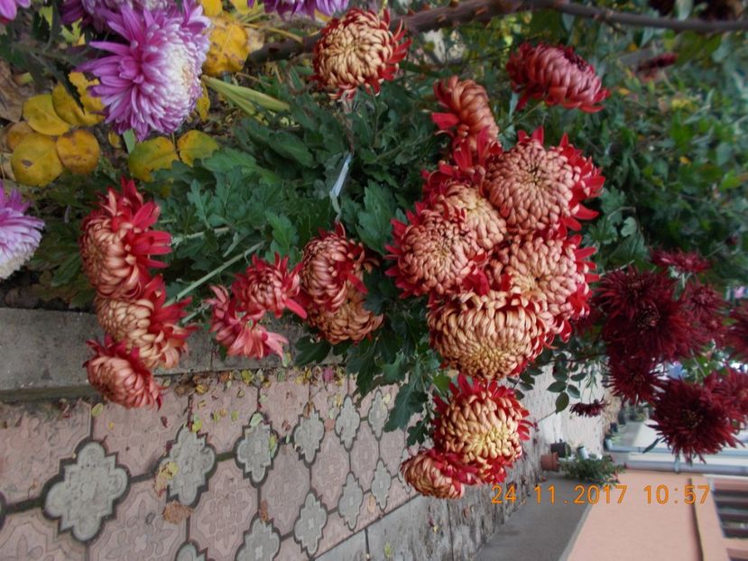  - CRIZANTEME 2017