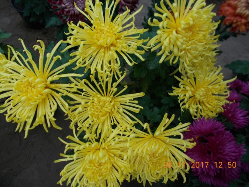  - CRIZANTEME 2017