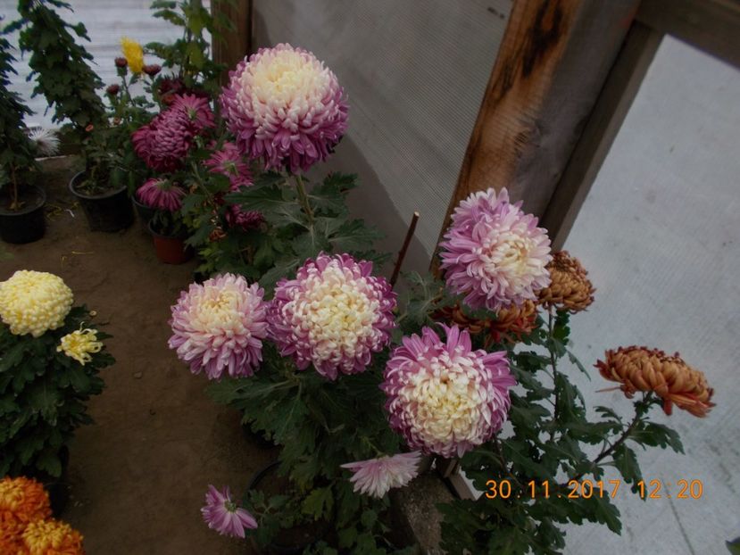  - CRIZANTEME 2017