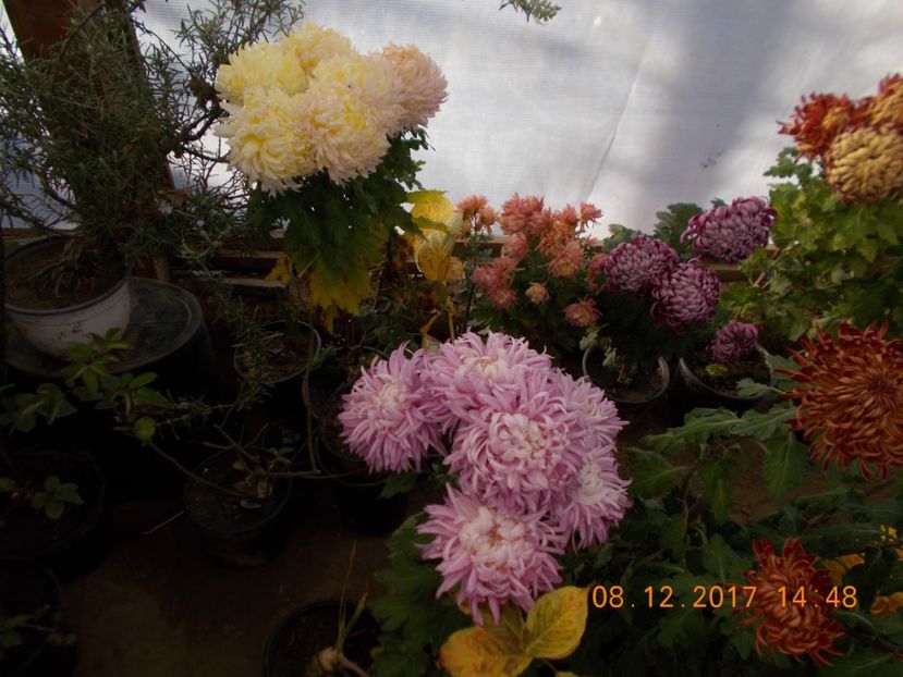  - CRIZANTEME 2017