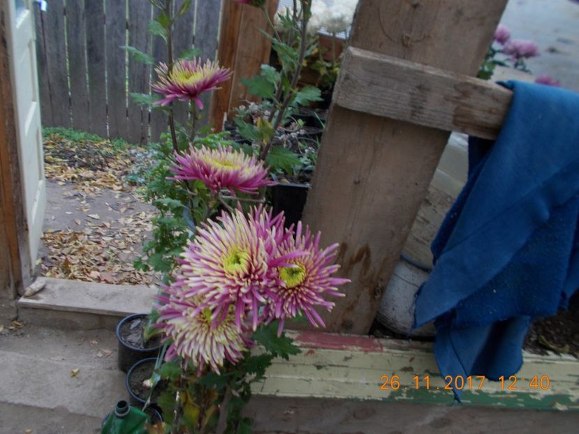 baltazar - CRIZANTEME 2017